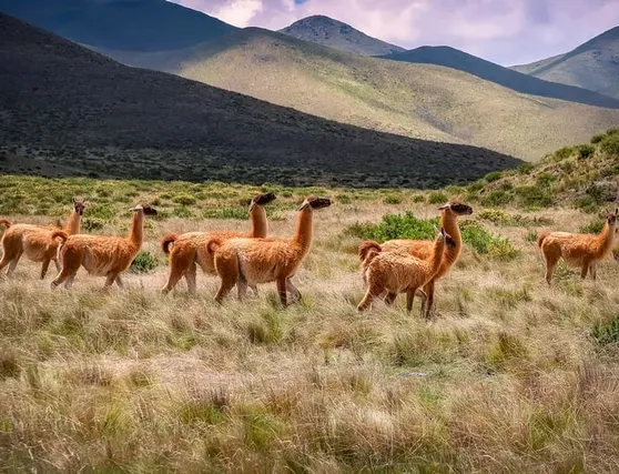 fd842f_f8c26578ed534addb69e9e798a71f3e2~mv2