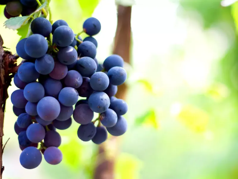 ElosTravel-CircuitoDoVinho3