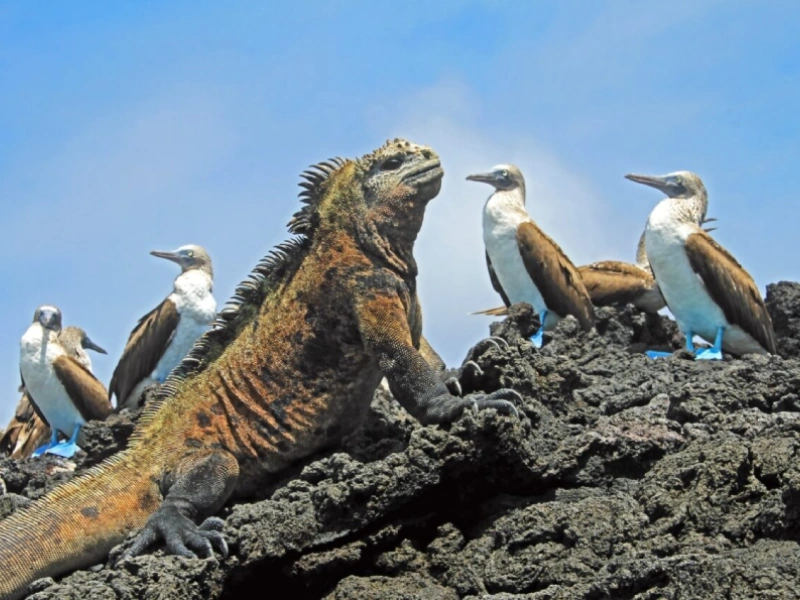 elostravel-ecuadorgalapagos (2)